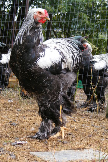 COCOSI BRAHMA 2014 (28)