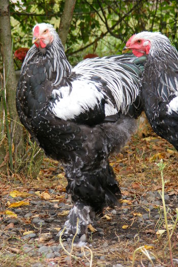 COCOSI BRAHMA 2014 (31)