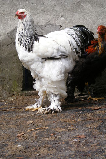 COCOSI BRAHMA 2014 (43)