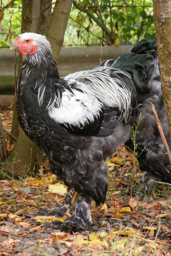 COCOSI BRAHMA 2014 (47)