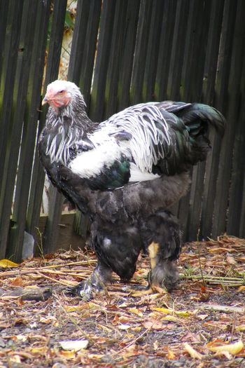 COCOSI BRAHMA 2014 (36)