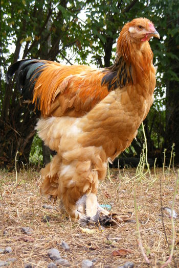 COCOSI BRAHMA 2014 (34)