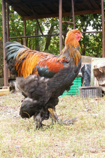 COCOSI BRAHMA 2014 (15)