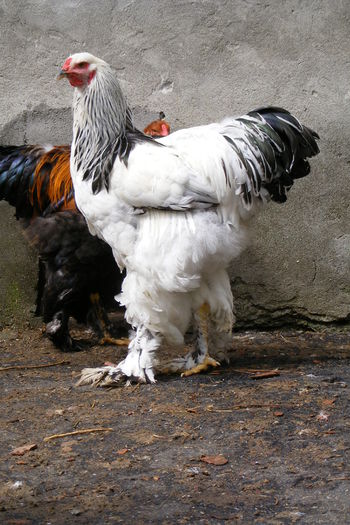 COCOSI BRAHMA 2014 (42)