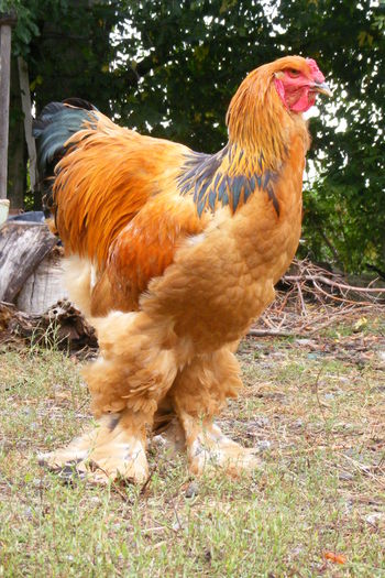 COCOSI BRAHMA 2014 (3)