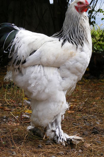 COCOSI BRAHMA 2014 (44)