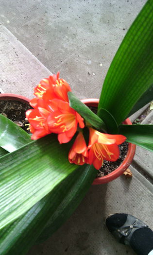 IMG_20140824_182100 - clivia