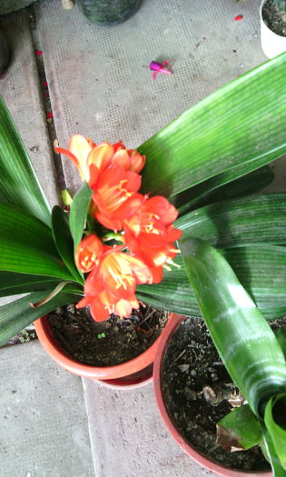 IMG_20140824_182049 - clivia