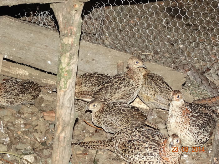 DSC07371 - Fazani 2014