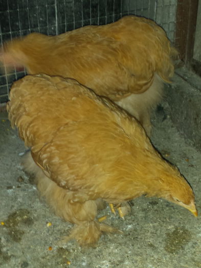 Pui Cochin Galben 3,5 luni