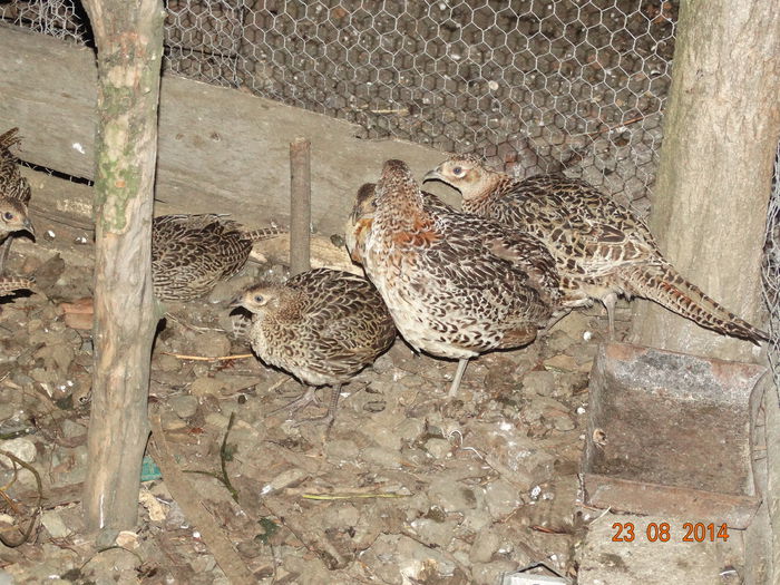 DSC07375 - Fazani 2014