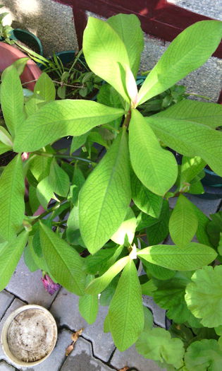 arbore de cauciuc - Flori in curte