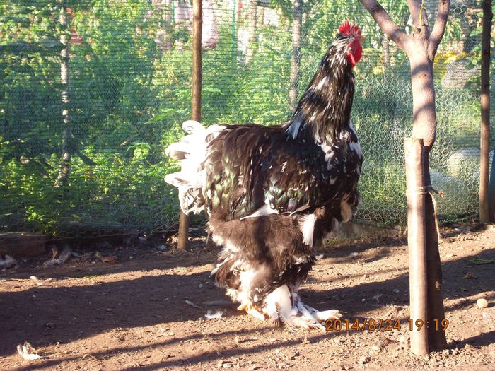 10572055_1526090164291450_3272220484408372005_o