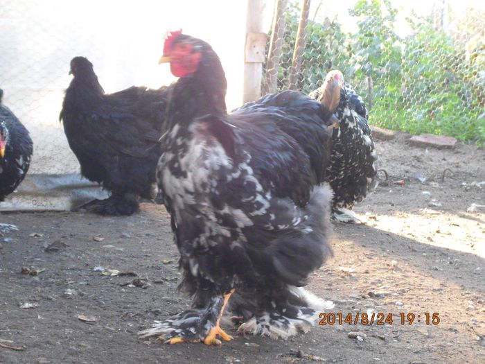 10572122_1526090024291464_1585542800286959738_o