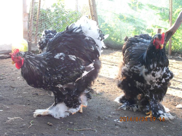 10608432_1526089947624805_6720202725378454776_o