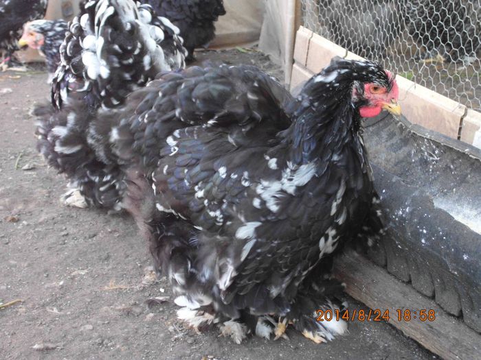 1534930_1526089390958194_3016427773006781430_o