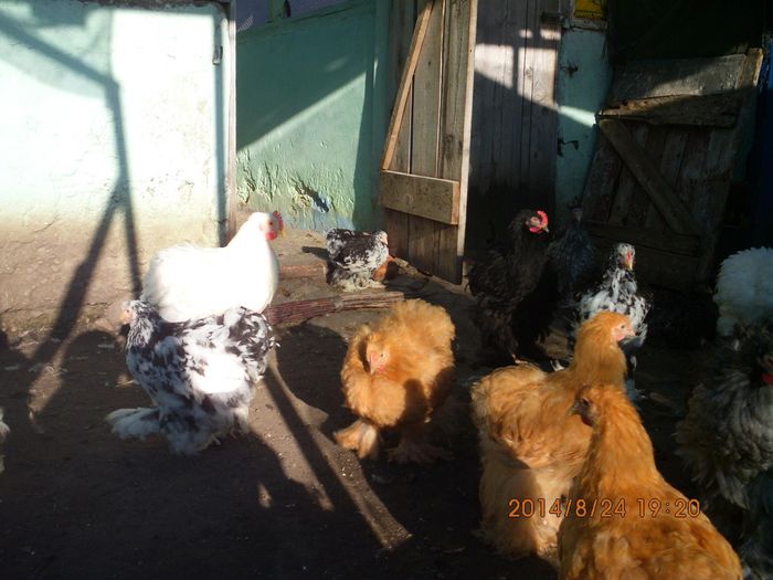 10363415_1526090080958125_1872106354205038964_o