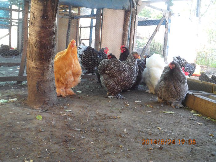 10478407_1526089580958175_4250387826867315122_o