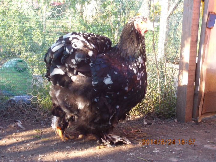 10532323_1526089374291529_9187791862489689827_o