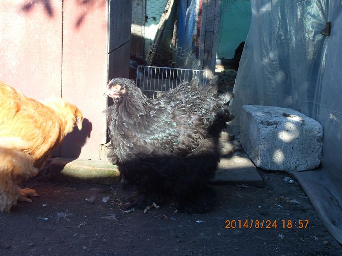 10608435_1526089277624872_3914271596825234129_o - TINERET 2014   1