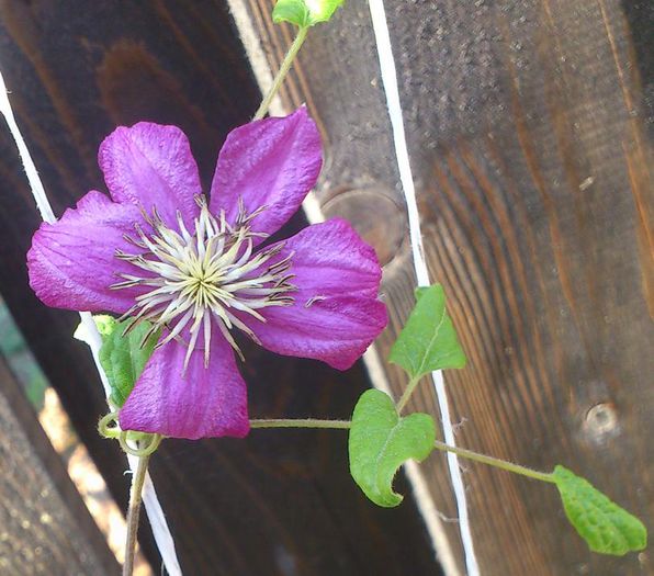 ville de lyon - Clematis