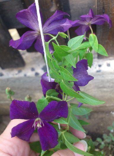 Polish Spirit - Clematis