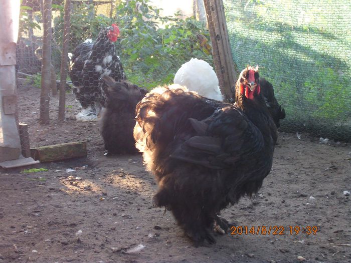 1537757_1523658124534654_7588313459418512087_o - TINERET 2014   1