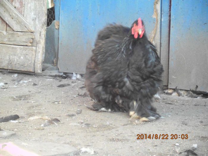 1973304_1523658631201270_6064289681363281270_o - TINERET 2014   1