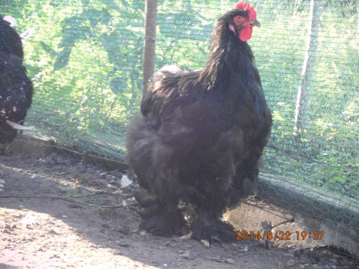 10506952_1523658584534608_8786278052945552795_o - TINERET 2014   1