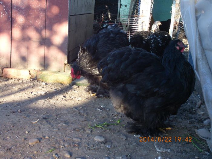 10562505_1523658014534665_1607268531813270114_o - TINERET 2014   1