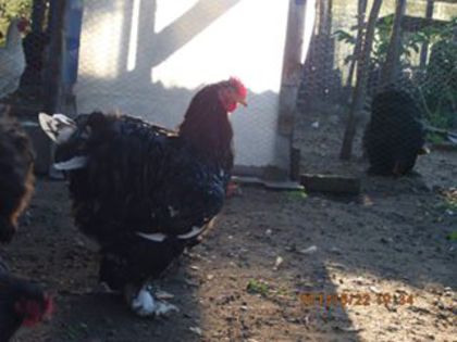 10570383_1523657717868028_2487997670216050374_n - TINERET 2014   1