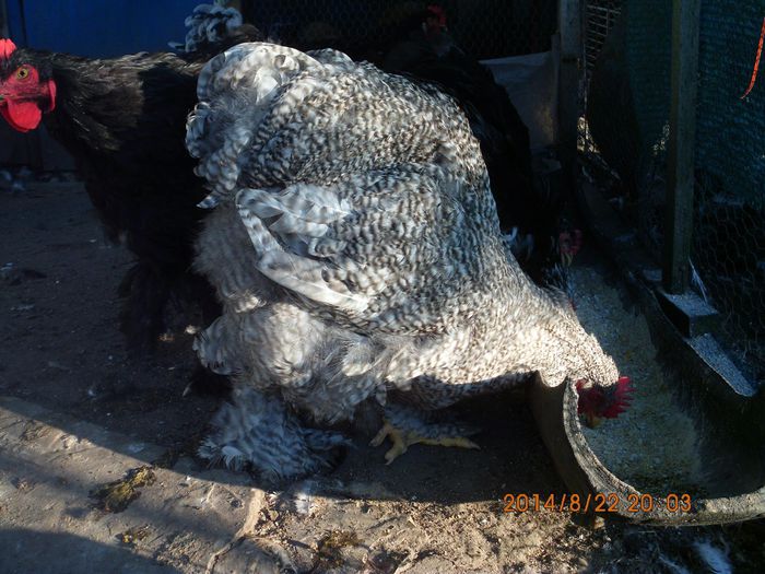 10575421_1523658551201278_4423253005228469543_o - TINERET 2014   1