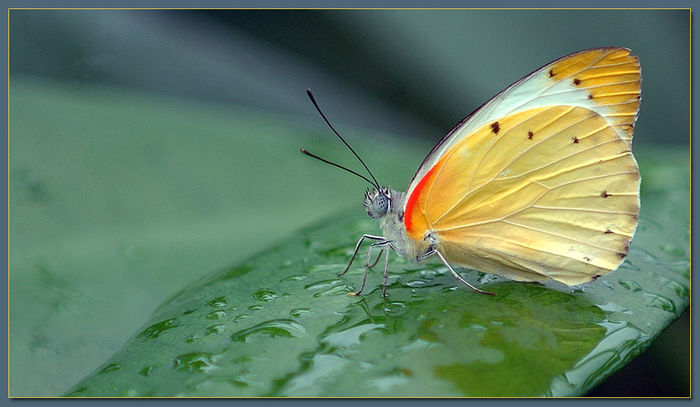  - Fluturi si insecte