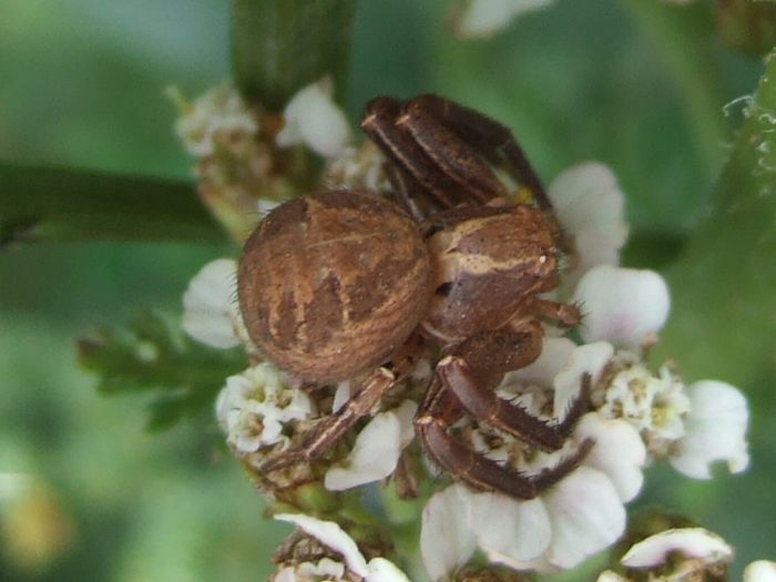 Xysticus cristatus - Fluturi si insecte