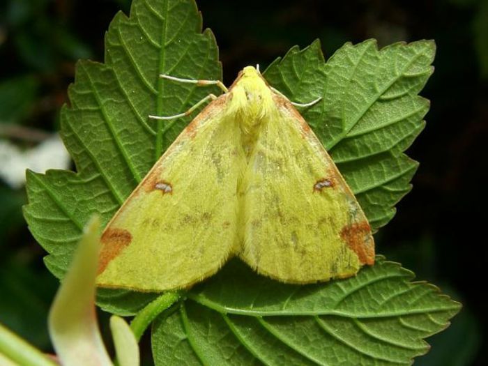 Opisthograptis luteolata - Fluturi si insecte