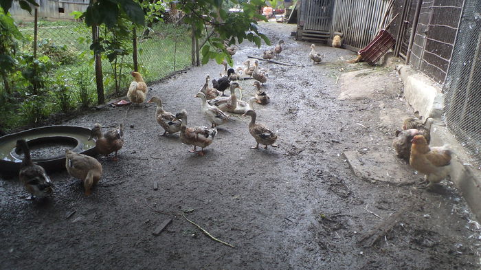 DSC05752 - RATE CU MOT ROMANESTI S-AU VINDUT TOATE