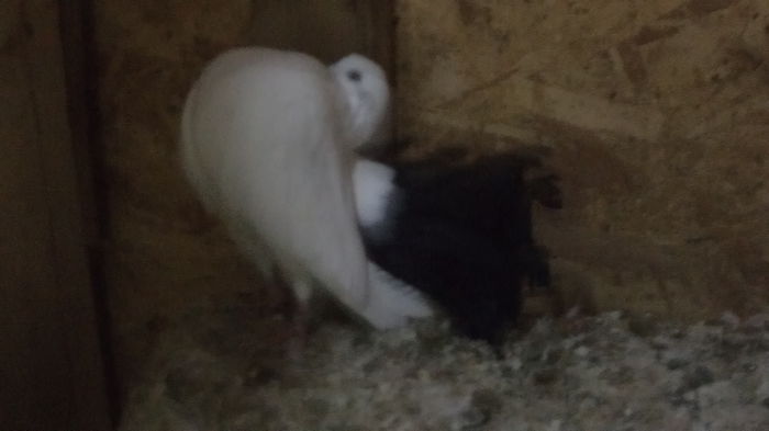 DSC05700 - Voltati albi coada neagra2016 Arhiva