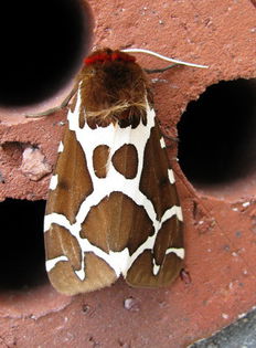 Arctia caja - Fluturi si insecte