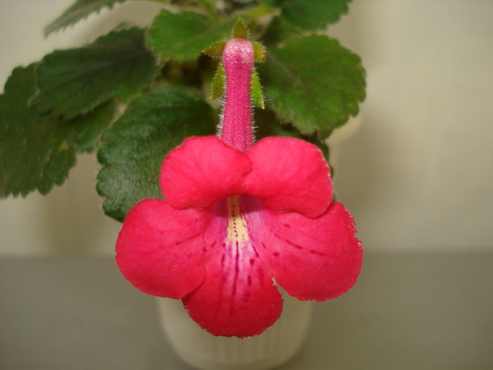 DSC09592 - SINNINGIA DE LA A - Z