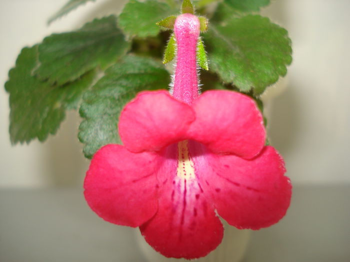 DSC09597 - SINNINGIA DE LA A - Z