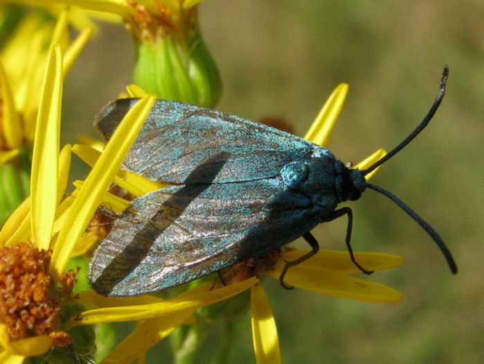  - Fluturi si insecte