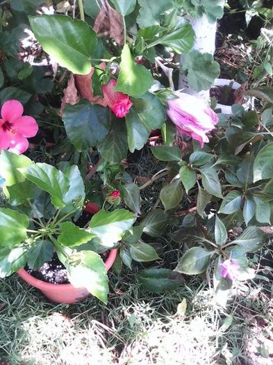  - florile mele