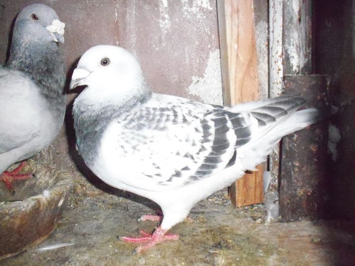 f 2014 - solzati pe azur