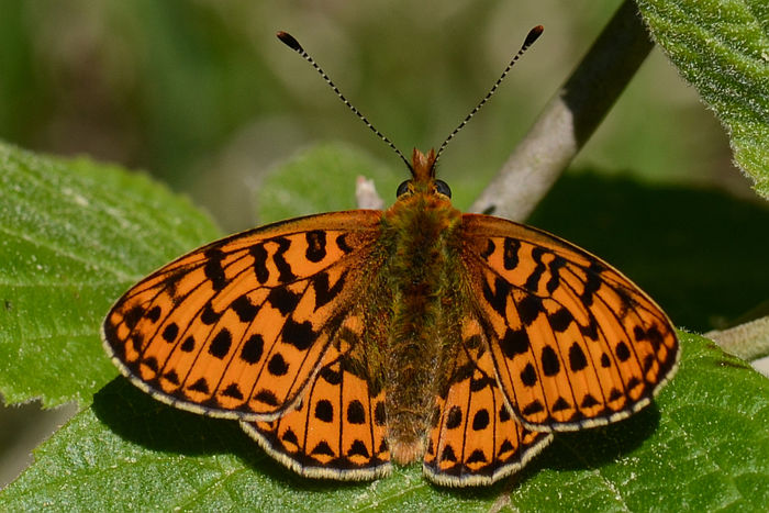 Boloria euphrosyne - Fluturi si insecte
