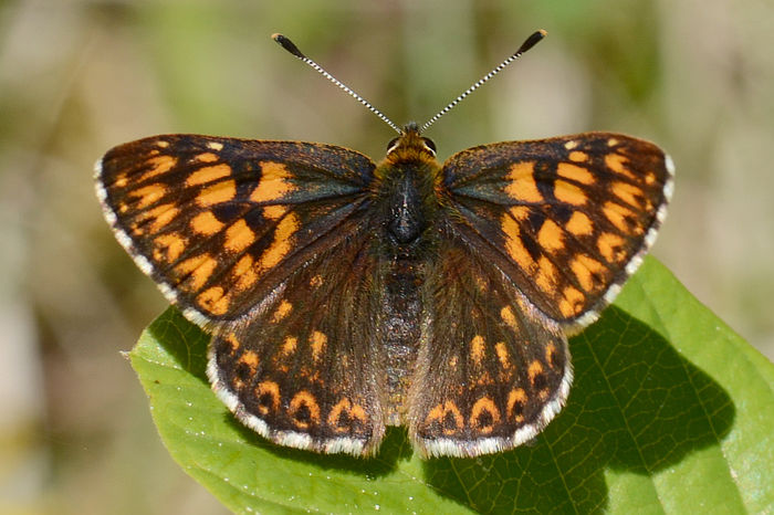 Hamearis lucina - Fluturi si insecte