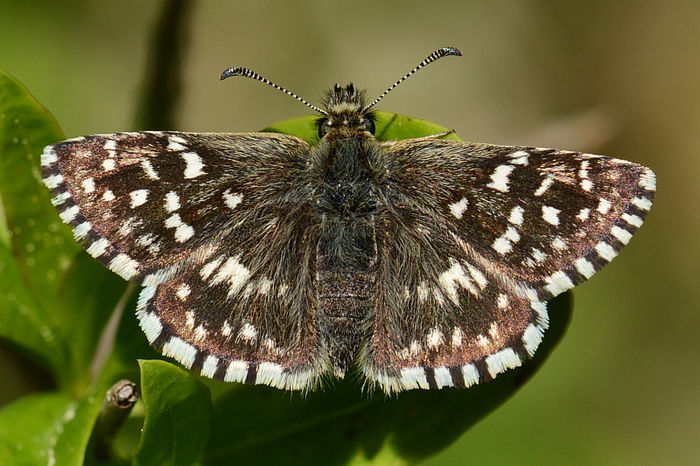 Pyrgus malvae - Fluturi si insecte