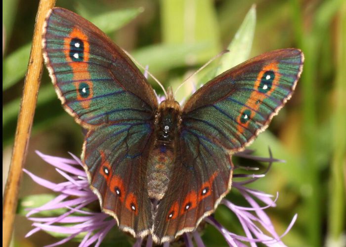  - Fluturi si insecte