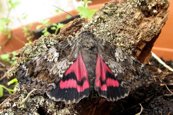 Catocala sponsa - Fluturi si insecte