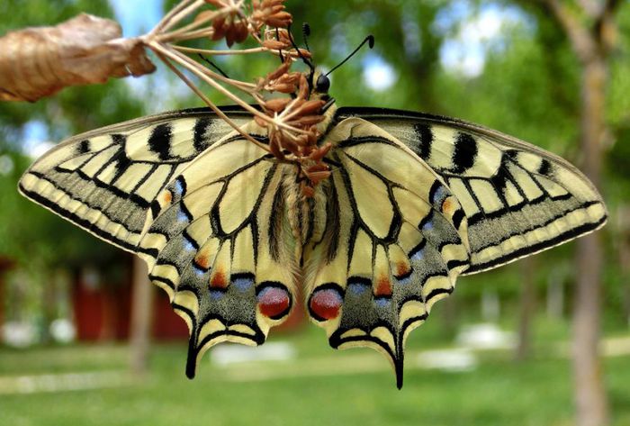 Papilio machaon