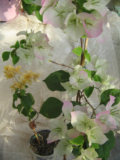 IMG_4096 - 000 Bougainvillea 2013 - 2014